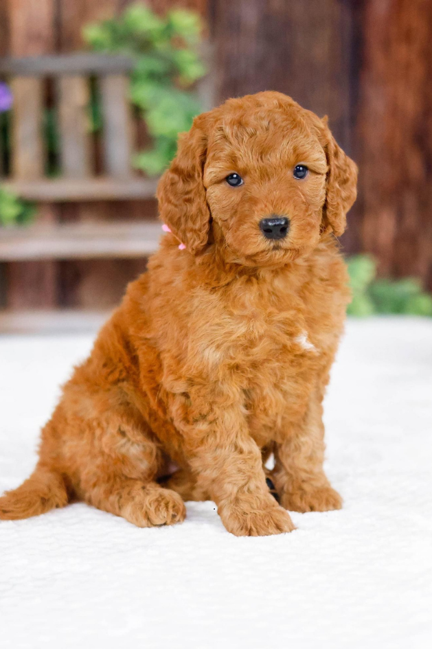 Brown dog wearing a crown.
